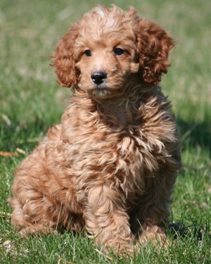 Miniature poodle puppy